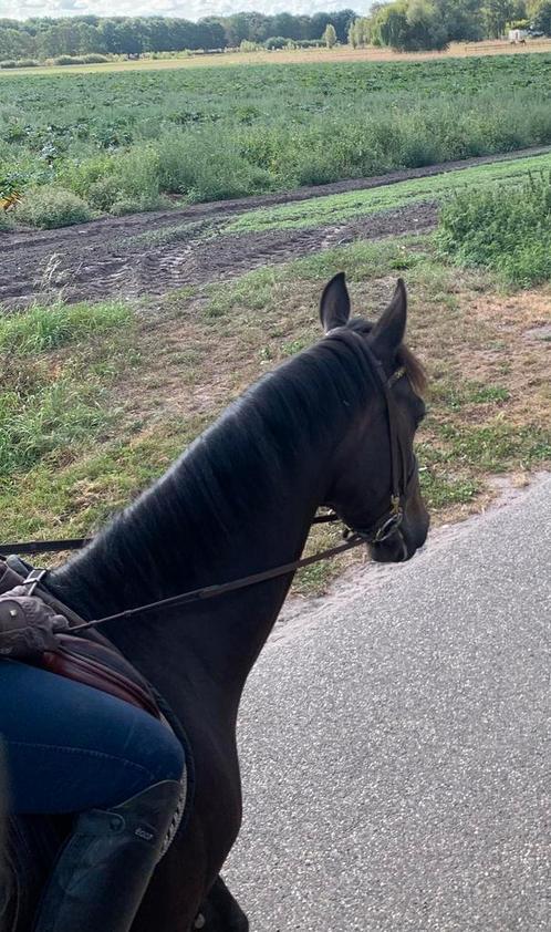 Mooi paard, Dieren en Toebehoren, Paarden, Ruin, B, 7 tot 10 jaar, Met stamboom, Gechipt, Ontwormd