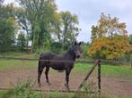 Merrie, Dieren en Toebehoren, Paarden, Merrie, Met stamboom