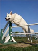 Obstacle agility pour chien, Enlèvement ou Envoi, Comme neuf