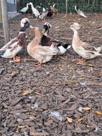 Oud hollandse kuifeenden, Dieren en Toebehoren, Pluimvee, Meerdere dieren, Eend