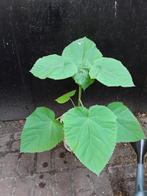 Paulownia tomentosa, Ophalen