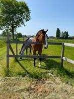 Lieve, knappe ruin te koop!, Dieren en Toebehoren, Paarden, Gechipt, Ruin, Niet van toepassing, 170 tot 175 cm