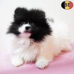 Petits Spitz - chiots belges à vendre, Animaux & Accessoires, Commerçant, Autres races, 8 à 15 semaines, Plusieurs