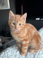 Europese korthaar kitten, Dieren en Toebehoren, Katten en Kittens | Raskatten | Korthaar, Kater, Gechipt, 3 tot 5 jaar