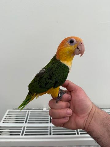Caique a tete orange male  beschikbaar voor biedingen