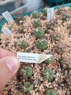 cactus Ferocactus latispinus, Tuin en Terras, Ophalen of Verzenden