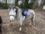 Schimmel merrie, Dieren en Toebehoren, Merrie, B pony (1.17m tot 1.27m), Gechipt, 3 tot 6 jaar