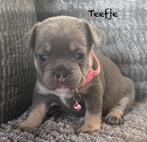 Franse Bulldog pups in huis opgegroeid, België, Fokker | Hobbymatig, 8 tot 15 weken, CDV (hondenziekte)