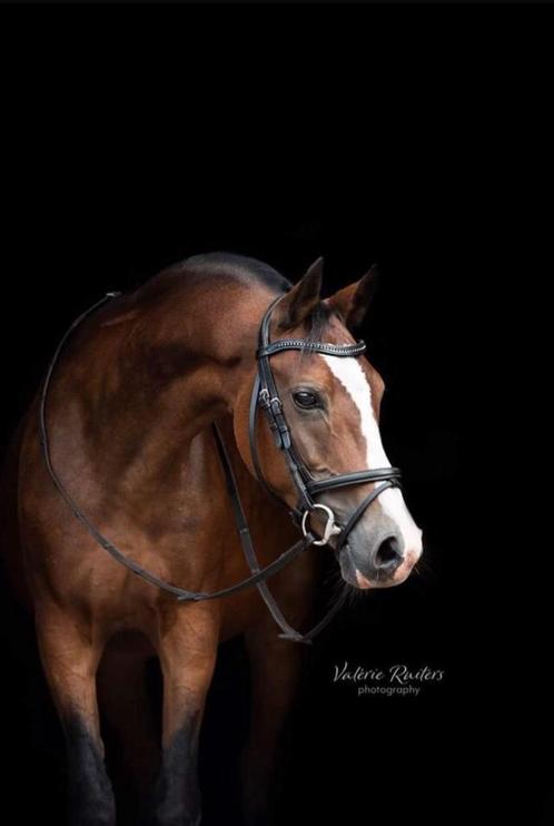 Veelzijdige en ervaren D-pony merrie, van 14 jaar, Dieren en Toebehoren, Pony's, Merrie, M, D pony (1.37m tot 1.48m), Dressuurpony