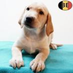Labrador pups te koop (zwart - blond), Dieren en Toebehoren, België, CDV (hondenziekte), 8 tot 15 weken, Labrador retriever