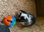 Konijnen en Cavia’s, Dieren en Toebehoren, Meerdere dieren, 0 tot 2 jaar