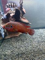Super red juwel cichlid HEEL HEEL MOOI OP KLEUR!!, Dieren en Toebehoren, Vissen | Aquariumvissen