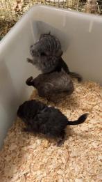 31/1 Héél tamme chinchilla’s curly en gendrager, Dieren en Toebehoren, Chinchilla, Januari, Meerdere dieren, Tam