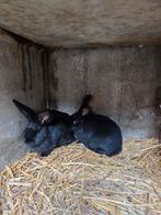 Géant papillon noir uni, Mâle