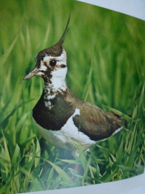 Natuur - en vogelreservaten van België 6 van het Kustland, Livres, Livres d'images & Albums d'images, Utilisé, Album d'images