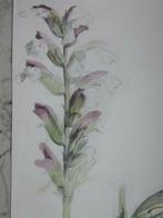 Atelier van Redouté 19e eeuw Botanisch tekenen 1820 Bloemen, Antiek en Kunst, Ophalen of Verzenden