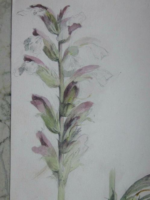 Atelier van Redouté 19e eeuw Botanisch tekenen 1820 Bloemen, Antiek en Kunst, Kunst | Tekeningen en Fotografie, Ophalen of Verzenden