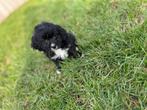 Wondermooie Cavapoo pups( dwergpoedel x cavallier), Dieren en Toebehoren, Poedel, België, CDV (hondenziekte), 8 tot 15 weken