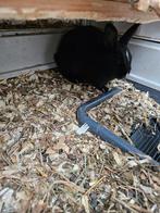 Konijntjes te koop vrouwtjes en mannetjes, Dieren en Toebehoren, Konijnen