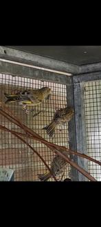 3 agaat groenvinken, Dieren en Toebehoren, Vogels | Overige Vogels