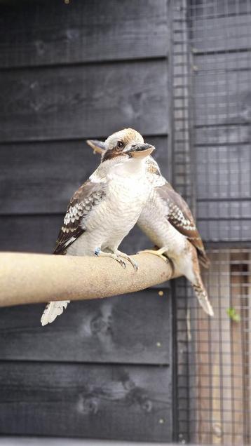 Koppel kookaburra beschikbaar voor biedingen