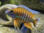 Aulonocara Jacobfreibergi Malawi Cichliden, Dieren en Toebehoren, Vissen | Aquariumvissen, Vis, Zoetwatervis, Schoolvis