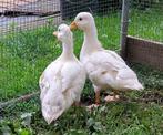 Witte Hollandse kwakers, Dieren en Toebehoren, Pluimvee, Meerdere dieren, Eend