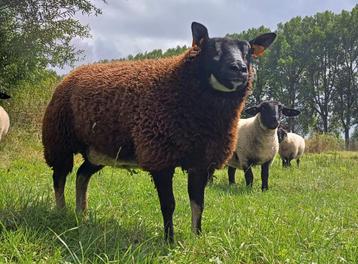 Zeldzaam Rasschaap beschikbaar voor biedingen