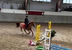 Le poney, Ne s'applique pas, Poney de saut, Hongre, Poney D (1.37 m à 1.48m)