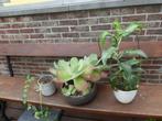 gratis plantjes te krijg., Ophalen