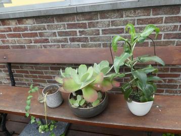 gratis plantjes te krijg. beschikbaar voor biedingen
