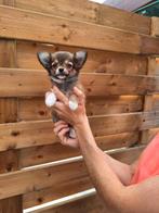 Chihuahua pups, Dieren en Toebehoren, Honden | Chihuahua's en Gezelschapshonden, België, CDV (hondenziekte), 8 tot 15 weken, Meerdere