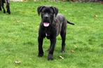 Cane Corso pups te koop - Belgisch, Dieren en Toebehoren, Honden | Bulldogs, Pinschers en Molossers, CDV (hondenziekte), Meerdere