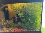 Aquariumplant polysperma hygrophila, Dieren en Toebehoren, Ophalen, Nieuw, Plant(en), Steen of Hout
