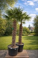 Winterharde palmbomen Trachycarpus Fortunei, Tuin en Terras, Planten | Bomen, Ophalen, Halfschaduw