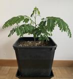 Delonix Regia, Ophalen