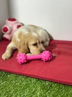 Engelse cocker spaniel pups