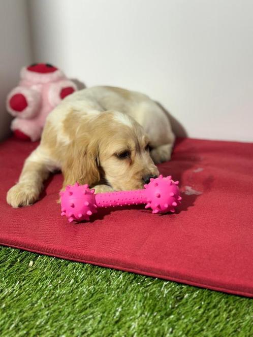 Engelse cocker spaniel pups, Dieren en Toebehoren, Honden | Retrievers, Spaniëls en Waterhonden, Meerdere dieren, Spaniël, Fokker | Professioneel
