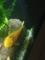 ancistrus, Dieren en Toebehoren, Vissen | Aquariumvissen