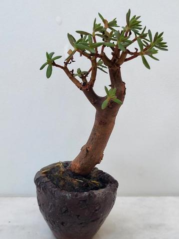 Bonsai mame beschikbaar voor biedingen