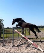 Jonge fokmerrie/springpaard, Dieren en Toebehoren, Paarden, Merrie, Zadelmak, Springpaard
