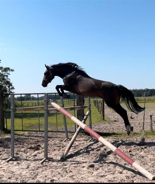 Jonge fokmerrie/springpaard, Dieren en Toebehoren, Paarden, Merrie, Zadelmak, Springpaard