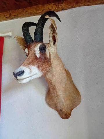 Grote opgezette kop van ROAN ANTILOPE beschikbaar voor biedingen