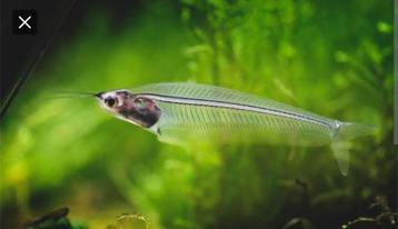 Gezocht - je cherche glasmeervallen vissen beschikbaar voor biedingen