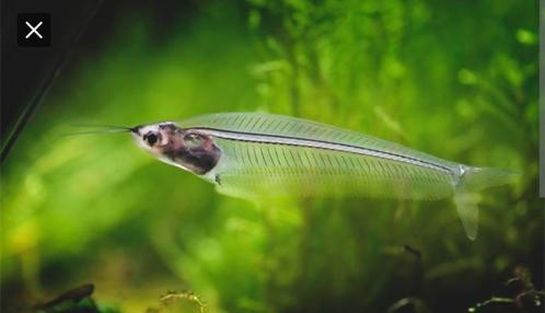 Gezocht - je cherche glasmeervallen vissen, Dieren en Toebehoren, Vissen | Aquariumvissen