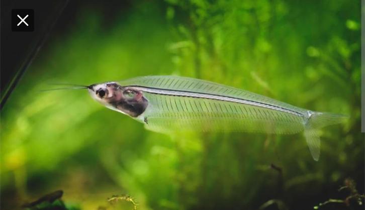 Gezocht - je cherche glasmeervallen vissen, Dieren en Toebehoren, Vissen | Aquariumvissen