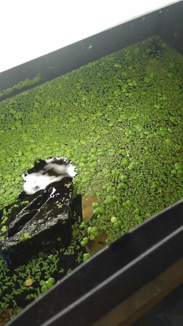 Drijfplantjes beschikbaar voor biedingen