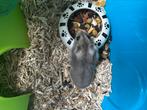 Rusische dwerg hamster, Dieren en Toebehoren, December, Vrouwelijk, Hamster