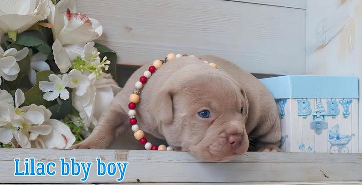 Exclusieve Unieke American Bully pups, Animaux & Accessoires, Chiens | Bouledogues, Pinschers & Molossoïdes, Plusieurs animaux