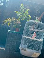 Witte rode kanarie met kooi  man goed zeng van 2025, Dieren en Toebehoren, Ophalen, Zo goed als nieuw